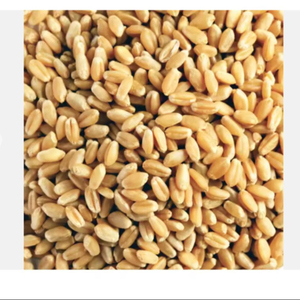 Grano de cebada a precio competitivo, grano de cebada descascarillado a granel, grano de cebada para malta en venta, suministro de cebada de grano entero - Product Image 6