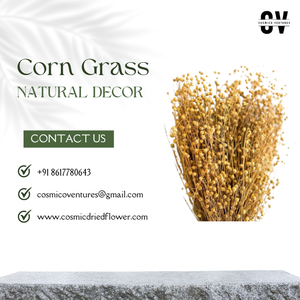 Décoration de maison de bonne qualité, écologique, durable, en herbe de maïs naturelle séchée indienne, pour la fête des pères, Halloween, la remise des diplômes - Product Image 2