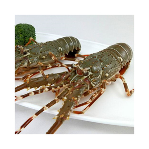 กุ้งล็อบสเตอร์สดระดับพรีเมียมสำหรับขายเหมาะสำหรับผู้ที่ชื่นชอบอาหารทะเลและร้านอาหาร - Product Image 3