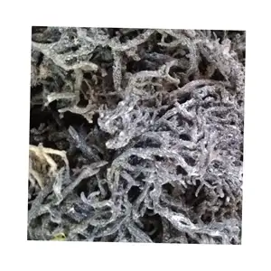 Best Supplier From Vietnam Sea Moss Cottonii Seaweed With High Quality And Best Price From Vietnam