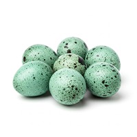 Oeufs à couver Cobb 500 Oeufs de poulet fertiles de qualité supérieure pour les fermes de poulets de chair Commandez maintenant