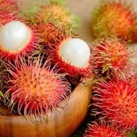 Menawarkan produk buah tropis RAMBUTAN segar dari Vietnam DENGAN HARGA TERBAIK 100% kualitas tinggi siap ekspor