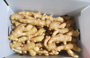 ขิงออร์แกนิกสดสำหรับการส่งออกบรรจุในกล่อง5กก. แหล่งกำเนิดของเวียดนาม - Product Image 6