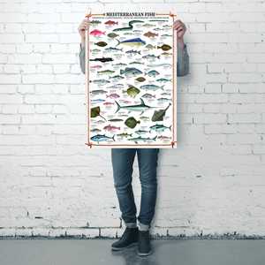 Impresión artística de peces mediterráneos con 2 tiras de póster para decoración de pared - Product Image 1