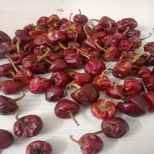 CHILE REDONDO PICANTE DE ORIGEN INDIO MARCA RGPL CON UN AÑO DE VALIDIDAD A LA VENTA por RADIANCE GLOBAL TRADERS - Product Image 4