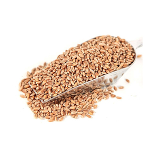 Grains de blé dur biologique à haut rendement et pureté provenant de fermes de confiance - Product Image 1