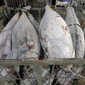 Atún Aleta Amarilla de Primera Calidad, Recién Pesca en la Costa de Gensan y La Unión - Product Image 4