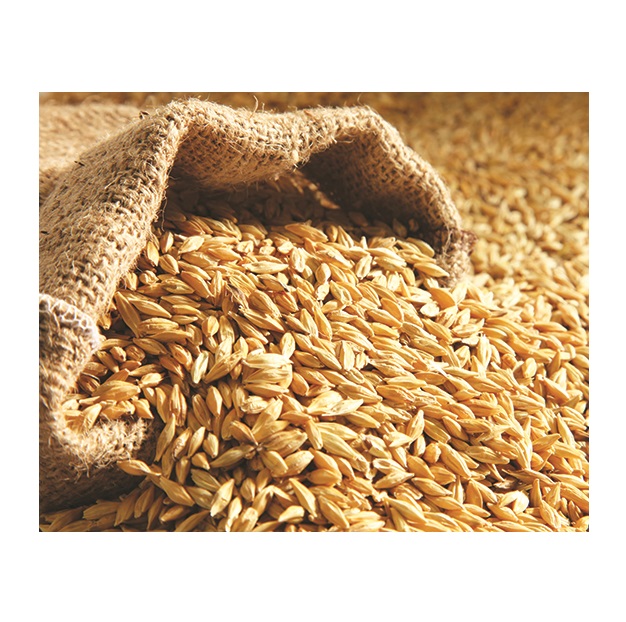 High Quality Organic Dried Barley Grain for Food Industry and Animal Feeding Direct Wholesale From Manufacturer