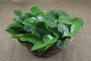 FEUILLES DE CITRON NATURELLES/PARFUM RAFRAICHISSANT/AROMATHÉRAPIE & BIEN-ÊTRE - Product Image 5