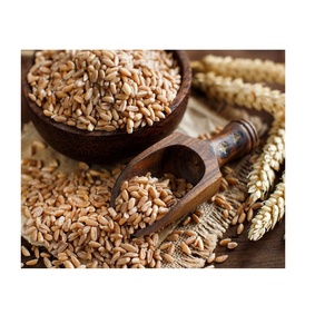 Grano de Trigo de Alta Calidad en Venta, Suministro a Granel Disponible, Grano de Trigo Fresco para Mercados Mayoristas y Minoristas - Product Image 2