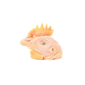 Cabeza de pollo congelada precios promocionales - Product Image 2