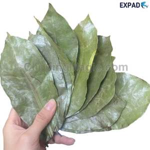 Guanábana deja una comida saludable precio barato de VIETNAM - Product Image 3