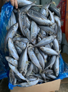 ปลาแมคเคอเรลแช่แข็งสดขายส่ง ปลาแมคเคอเรลแช่แข็งทั้งตัว - Product Image 3
