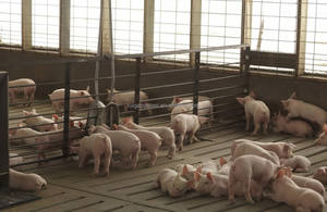 Kandang Babi Struktur Baja Bentang Lebar untuk Peternakan Babi Komersial di Daerah Pertanian Pedesaan - Product Image 4