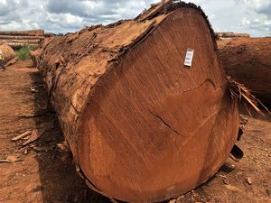 Nhật Ký balau cao cấp (shorea SPP.) Bản ghi balau màu đỏ bản ghi balau màu vàng - Product Image 4