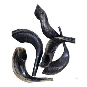 Shofar Hecho a Mano con Cuerno de Carnero, Kosher, Cuerno Musical para Rituales Judíos - Product Image 1