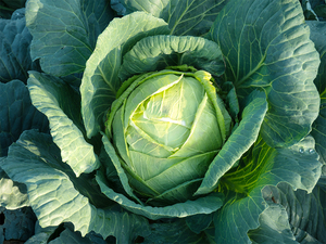 Cubes de chou vert frais bio IQF congélation en vrac prix de gros dés tranchés morceaux de blocs coupés en dés - Product Image 2