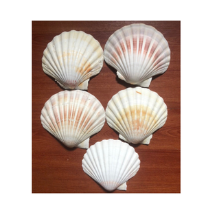 Conchas de vieira naturales de gran tamaño para jabonera, soporte de joyería, tema costero de playa, decoración del hogar - Product Image 3