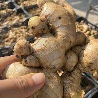 Nouveau gingembre frais - 100% Cao Bang Vietnam - Sac en filet de 20 kg - Marque TINIMEX - Durée de conservation de 2 ans - Stockage à froid - Prêt à l'exportation