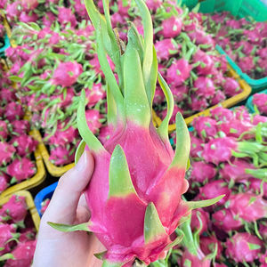 Fruit du dragon frais au Vietnam Prix raisonnable Bonne qualité Fruit du dragon Standard d'exportation TECHMIFOOD - Product Image 1