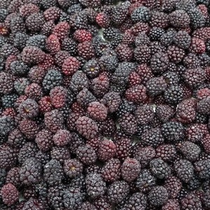 Mora Congelada IQF de Primera Calidad para Servicios de Alimentos, Proveedor Mayorista de Frutas, Pedidos al por Mayor - Product Image 5