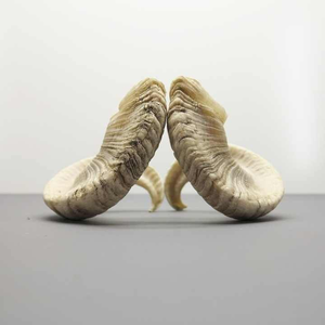 Shofar en corne de mouton Kudu, instrument de musique - Agate polie, écologique, taille personnalisable, animal par saniya handicraft - Product Image 4