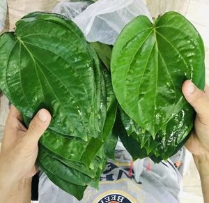 Daun Sirih Thailand Kualitas Ekspor Terbaik Daun Sirih Segar Dari Kebun Daun Sirih Tersedia dalam Ukuran S M L Grosir Lintas Era