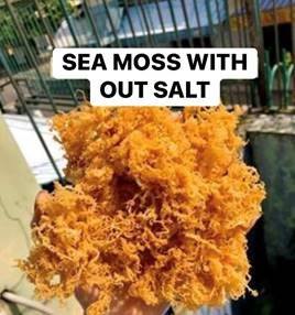 <b>Dried</b> Seamoss (Sea <b>Moss</b>) from Vietnam | Bulk Orders Accepted - Product Image 5