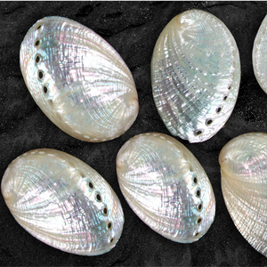 Concha de abulón pulida de 13 cm extra grande - Product Image 1