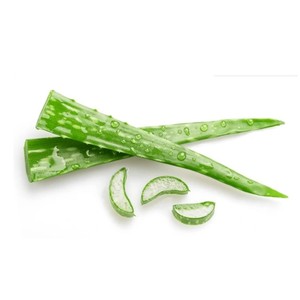 Polvo de Aloe Vera Orgánico Silvestre, Extracto de Planta Natural Extraído con Solvente, Grado Alimenticio, Suplemento para Bebidas, Proveedor de Exportación a Granel - Product Image 3