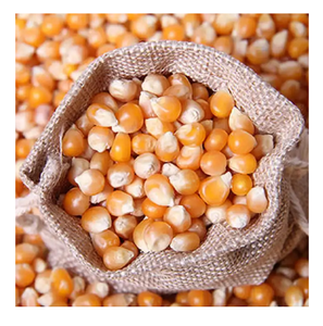 ข้าวโพดเหลือง - ข้าวโพดหวานสีเหลืองจากแคนาดาสำหรับอาหารสัตว์ ขายส่ง - Product Image 3