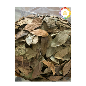 Hojas de Guanábana secadas al sol de Vietnam, producto 100 por ciento natural, ideal para el envasado de té y el comercio mayorista a granel - Product Image 4