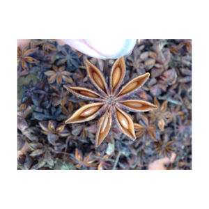 Hierba de anís estrellado de alta calidad, forma entera, especias secas procesadas crudas, condimento de Primavera de otoño, anuncio de hinojo, gran oferta, gránulos de anís estrellado - Product Image 5