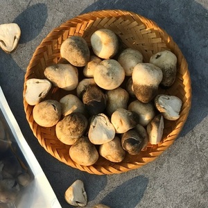 Fournisseur de champignons de paille surgelés OEM pour les chaînes de vente au détail et les distributeurs de marques privées - Product Image 2