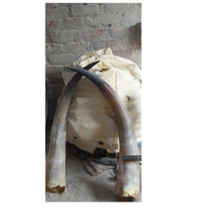 Paire de cornes de buffle élégantes, meilleurs cadeaux, couleur naturelle avec corne brute à vendre, prix bas, prix raisonnable - Product Image 4