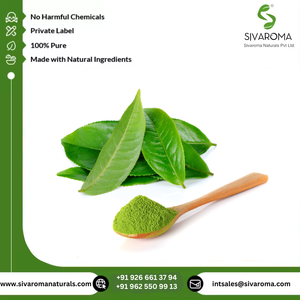 Marque privée Hot Pack 100% extraits de plantes pures Extrait sec de thé vert Fabricant et fournisseur de poudre pure à base de plantes en Inde - Product Image 6