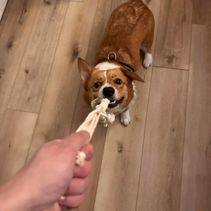 100% corde en fibre de coton naturel pour jouet pour chien fabriqué au Vietnam HOANG LINH SG + 84 797 415 298 Sara - Product Image 2