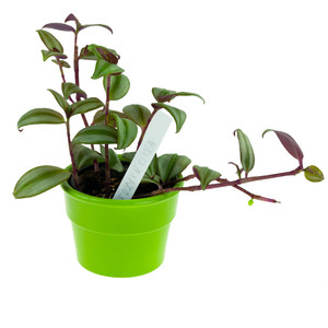 TG60608 HDPE Material Seedling <b>Marker</b> <b>for</b> <b>Plant</b> Seeds 10PCS/KPL Labeling Tags - Product Image 5