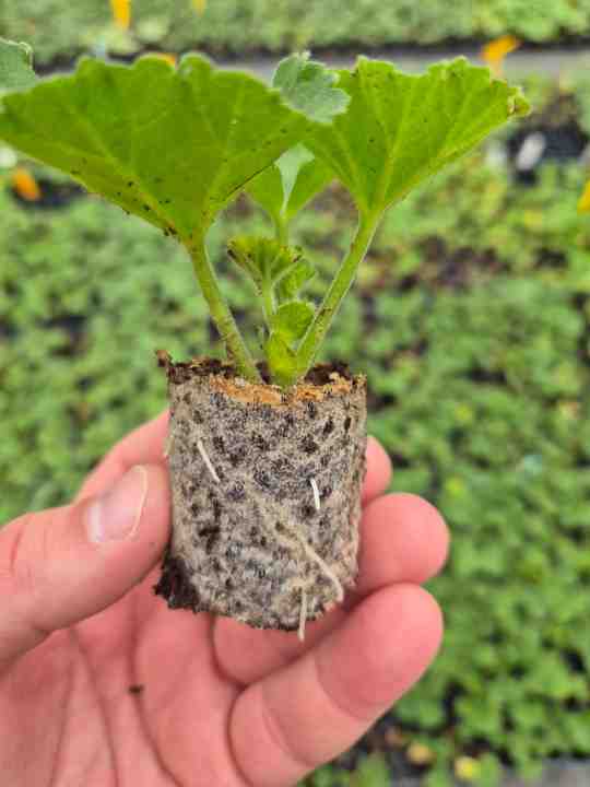 High Quality Seed Substrate for seeding seedling pumpkin lettuce celery onions spring onions asparagus anemones