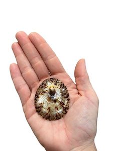 ขายเปลือกหอยทะเลร้อนสําหรับตกแต่ง - เปลือกหอยทาก Limpet จากฟาร์มบัวสีฟ้าเวียดนาม - Product Image 2