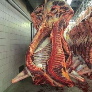 Carne de Res Orgánica Congelada, Cuarto Delantero con Grasa, Certificación Halal, Empaque a Granel, Proceso BQF con Cafeína, Incluye Parte del Cuerpo, En Venta - Product Image 4