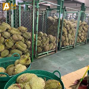 Indulge in Whole Monthong Durian Premium Quality Sweet Creamy Taste Delivered <b>Fresh</b> Thailand Finest Farms Khey Taladthai 0.5kg - Product Image 5