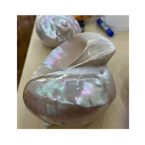 Conchas de concha decorativas naturales en blanco y verde por Vietnam Proveedor 99 Datos de oro para aplicaciones artísticas - Product Image 6