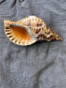 Export Quality Conch Shell for Wedding Table Styling Coastal <b>Art</b> Display and Hotel Decor Projects - Product Image 4