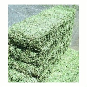 Heno de Alfalfa en Pacas, Alimento para Animales de Alta Calidad, Heno de Timothy, Color Verde Natural, Forma Rectangular - Product Image 6