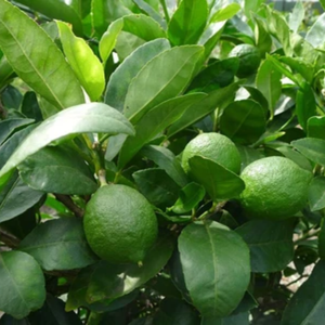 FEUILLES DE LIME DE KAFFIR CONGELÉES DE HAUTE QUALITÉ DE L'AGRICULTURE DU VIETNAM POUR L'EXPORTATION MONDIALE - Product Image 3