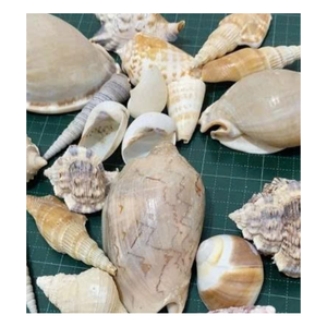 กระเป๋าเปลือกหอยแบบผสมสำหรับตกแต่งบ้านและรีสอร์ทส่งออกจำนวนมาก - Product Image 6