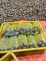 Vietnamese groothandel in premium kwaliteit verse longan, leverancier van zoete, sappige vruchten voor wereldwijde markten en retailers in het Zuid-Mekong.