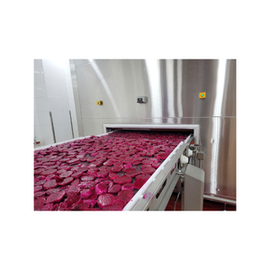 Suministro a granel de cubos de fruta de dragón congelados procesados a través de IQF 24 meses de vida útil HACCP y certificado ISO - Product Image 3