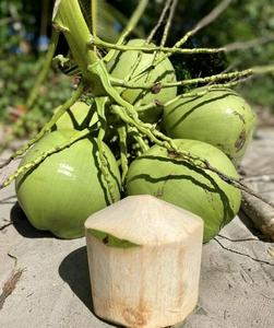 Exportador Mayorista de Fruta Tropical, Coco Maduro Orgánico, Coco Verde Fresco de Vietnam 2024 (+84983028718) - Product Image 4